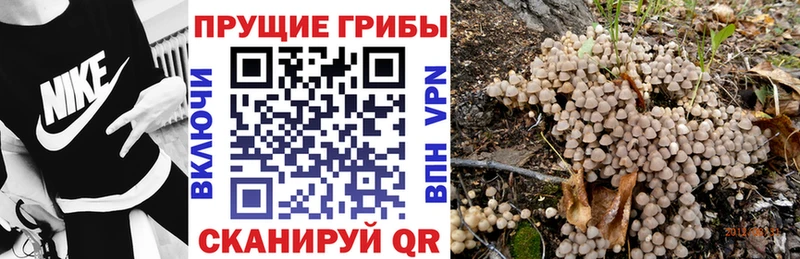 Псилоцибиновые грибы Psilocybe  купить наркотик  Горняк 